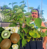 Actinidia deliciosa Hayward