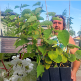 Actinidia chinensis Minkimale