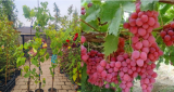 Vitis Red Globe