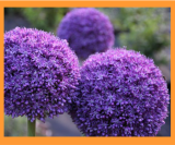 Allium Ambassador