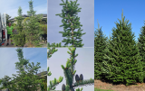 Abies fraseri 230