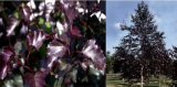 Betula pendula 'Royal Frost' 