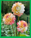 Dahlia Double Jill