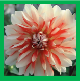 Dahlia Penny Lane