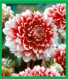 Dahlia Red and White Fubuki