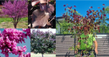 Cercis canadensis 'Merlot 