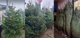 Abies Nordmanniana 170/200