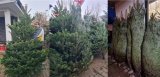 Abies Nordmanniana 200/250