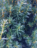 Taxus b. Hillii 