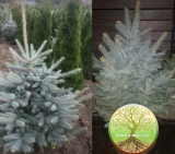 Picea pungens glauca 140/160