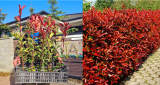 Photinia fraseri Red Robin 40/60