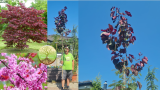 Cercis canadensis Forest Pansy 270