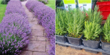 Lavandula ang. Hidcote compact Blue