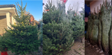 Abies nordmanniana 250/280