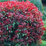 Photinia fraseri Red Robin P12