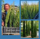 Cupressus semp. Totem 