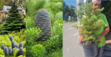 Abies koreana 10l