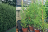 Cupressocyparis Leylandii 60/70