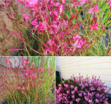 Gaura l. Gaudi Medium Pink