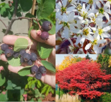 Amelanchier lamarckii 200/250