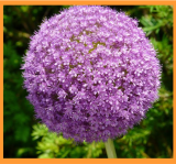 Allium Gladiator