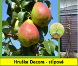 Hruška stlpova Decora