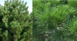 Pinus nigra Compacta na kmienku