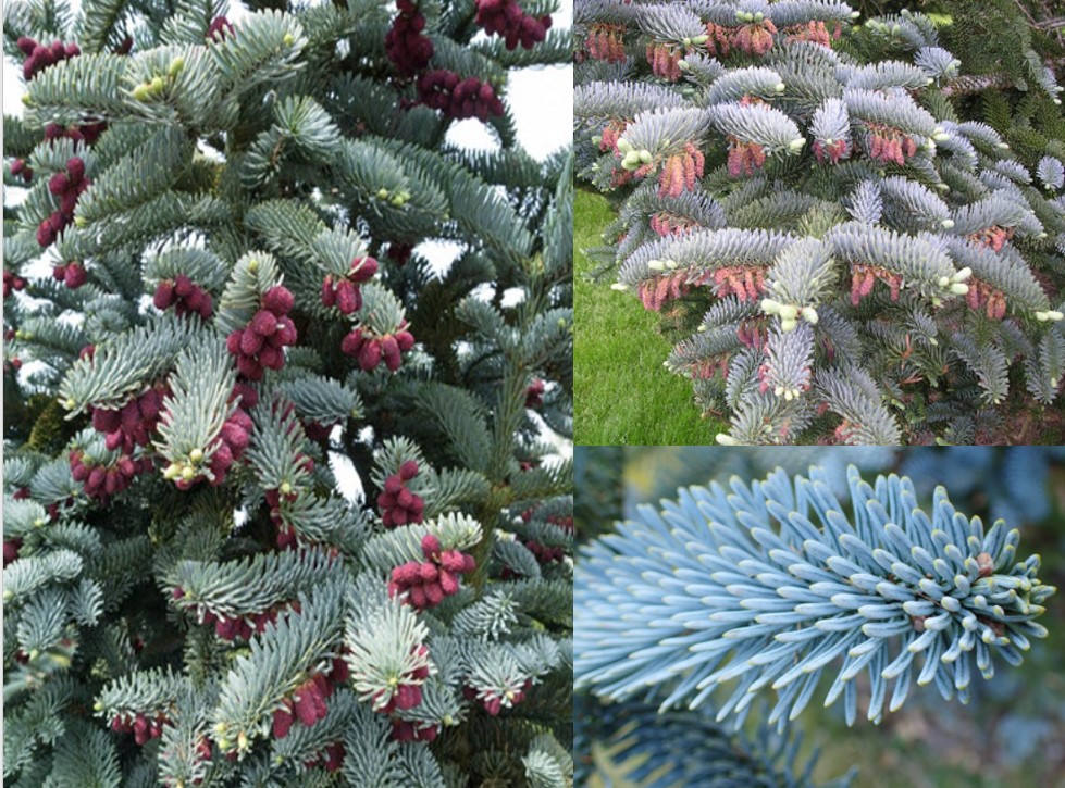 Abies procera glauca описание и фото размеры